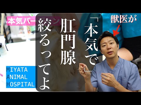 犬の肛門腺 - 知っておくべきことすべて