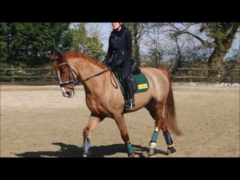 Improving your Trot Canter transitions - Dressage Training