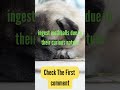 will dogs eat mothballs #shorts