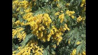 Download lagu Acacia mp3 Download lagu Acacia mp3