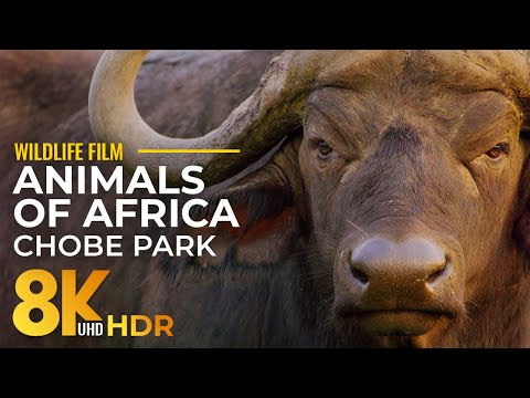 Amazing Wild Animals of Chobe NP, South Africa - 8K HDR Scenic Film with Music & Nature Sounds