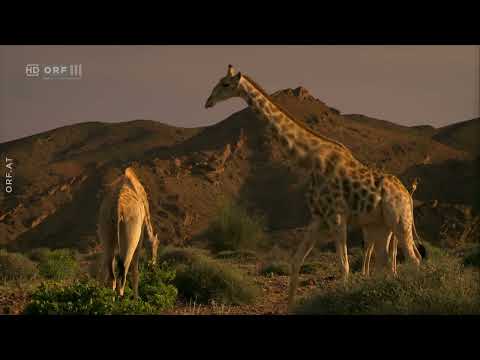 Die Wüstenlöwen der Namib - Auf den Spuren der Könige - Doku - Deutsch