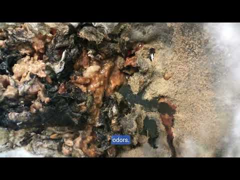 Understanding Freezer Mold on Food - Causes and Solutions