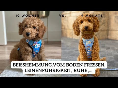 Welpe: Was wird von alleine besser, was nicht? | Pudel Lotti