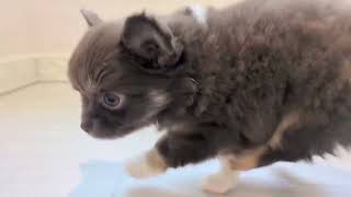 チワワ（ロング）の動画01