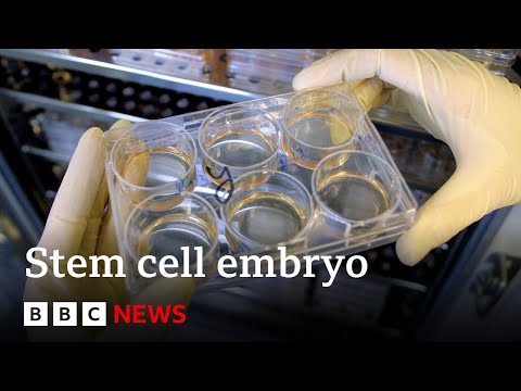 Scientists grow whole model of human embryo, without sperm or egg - BBC News