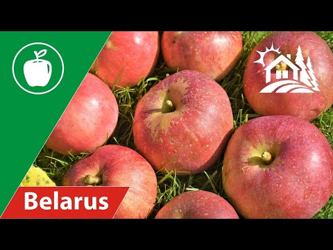 Village Life in Belarus