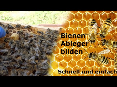 Creating bee colonies, quick and easy