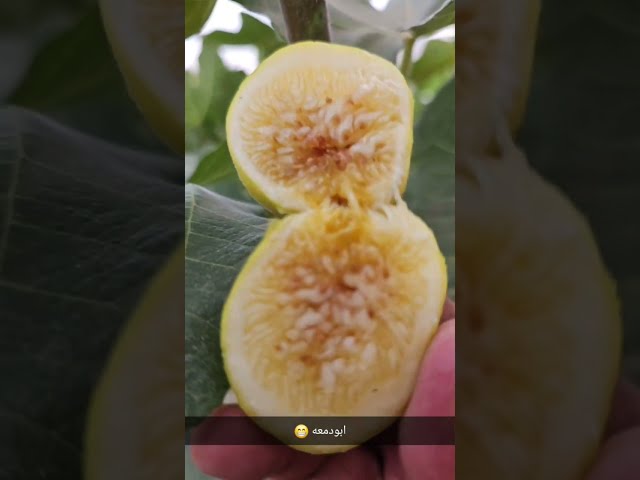 عقل تين جولدن رينبو