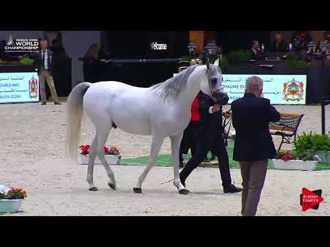 N.108 EQUIBORN K.A. - Paris 2017 - Senior Stallions (Class CM6A)