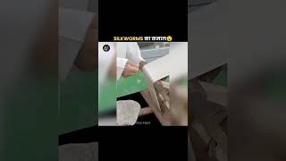🤔 99% of People Don't Know How Silk Is Made!#beautiful