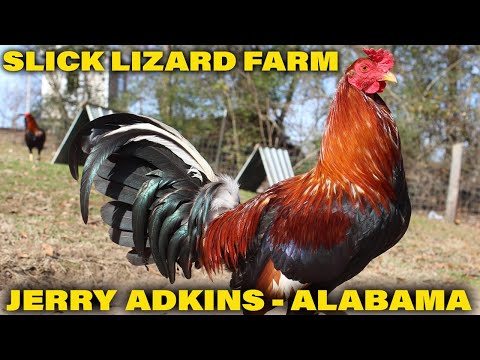 Jerry Adkins Green Leg Sweater Asil 20k Kelso Slick Lizard Farm