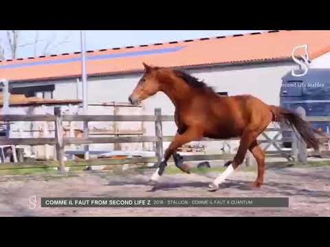 comme il faut from second life z - 3year old stallion