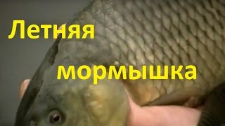 Диалоги о рыбалке летней