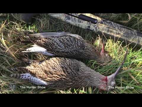 Mallard Duck Hunting 2018 - Chasse De Canard