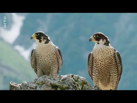 Naturparadies Seefeld - Im Reich des Wanderfalken Doku (2019)