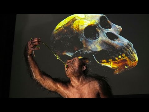 Lucy and Selam fossils go on display in Europe for the first time