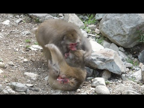 youtube-動物記事1970/01/01 09:00:00