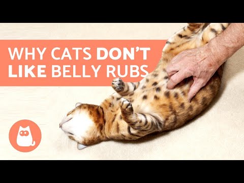 YouTube video about: Why do cats show their belly?