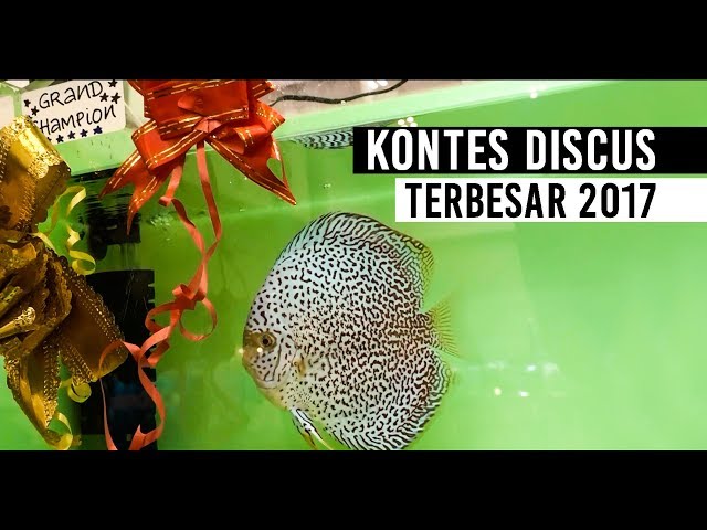 Kontes Ikan Discus Terbesar 2017 | The Biggest Discus Fish Contest
