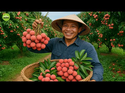 This Is How Vietnam Harvests Thousands of Tons of Sweet Lychee