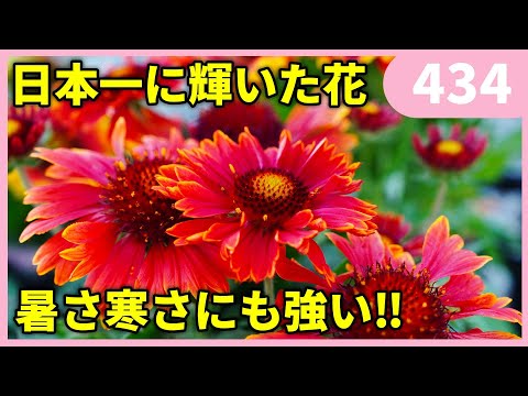 園芸 ダジリア by ベルランディエ