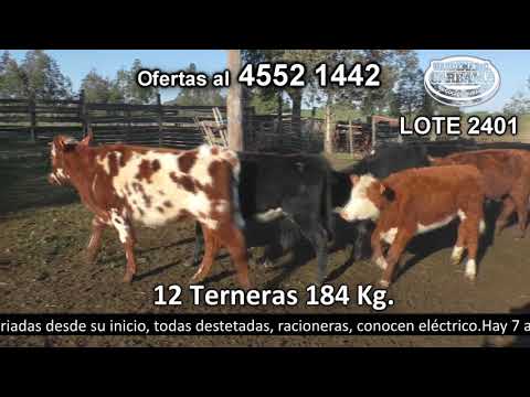 Lote 12 Terneras 4 HE c/  AA,  3 NO c/  RA,  2 NO c/  AA,  1 AA,  1 NO y 1 HE c/  RA 184kg -  en El Amanecer. Paso Antolín- Ruta 22 Km 12