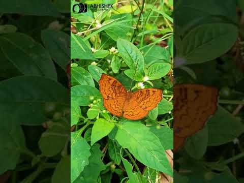 chittegale chittegale song what's app status