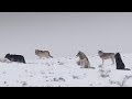 These Wolves Are Hungry For Elk BBC Earth
