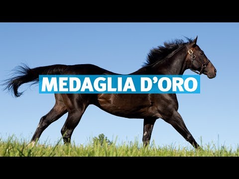 Medaglia d'Oro Hengstshow mit Kate Galvin