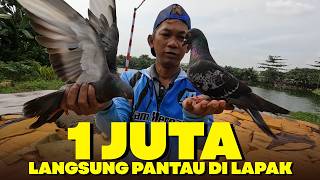 Download lagu Buying Pigeons Spotted at the Market Guaranteed to Hook Immediately mp3