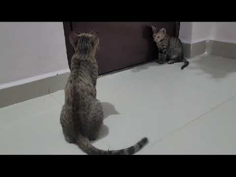 Cat real voice//Gunjan.