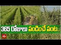365 రోజులు పండించే పంట Nuvvulu Cultivation Farming Sesame Seeds Hmtv
