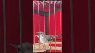 Download lagu CIBLEK KRISTAL GACOR NGEBREN mp3