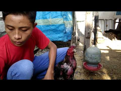 , title : 'Cara mengobati dan merawat ayam yang habis berkelahi'