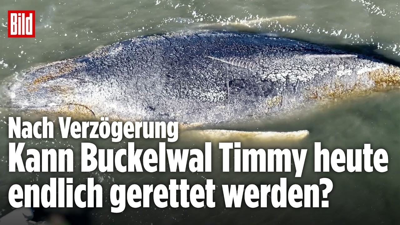 WAL-DRAMA: Letzte Chance für Buckelwal Timmy! Kann er heute gerettet werden?