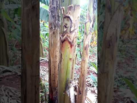 Gonja ennono y'erinnya, aliko bingi