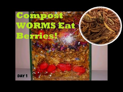 Frost Burnt Fruit to Fertile Soil: Red Wigglers in Action. 25 Day Vermicomposting Time-Lapse