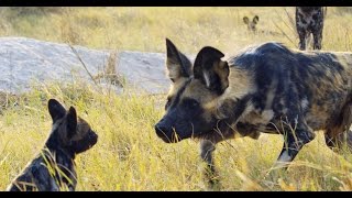 Robotic Spy Puppy Meets Wild Dogs Video