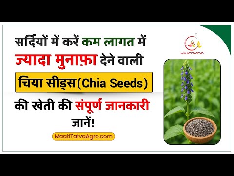 Black chia seeds contract farming