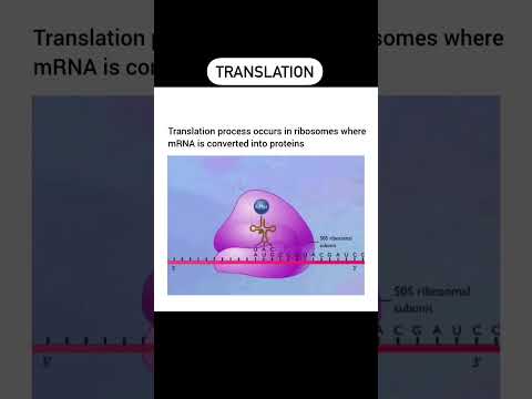 Translation Process | 3D Animation | Cartoons | Protein Synthesis