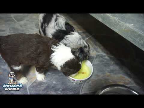 AnnaClaire's AussieDoodle Puppies at 5 weeks old