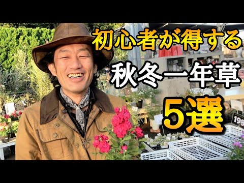 霜雪に耐えるアスターの花が冬の庭に咲く