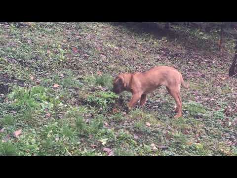 Tosa Inu puppy for sale