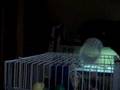 EVIL DEVIL BIRD
