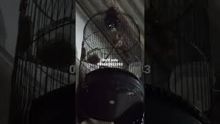 Download lagu Cucak jenggot isian Kuntilanak/Tengkek buto 089643953393 mp3