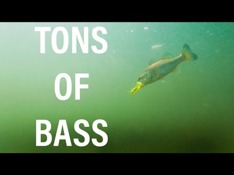 バルボア湖の水中釣り映像! (トップウォーターの爆破!)