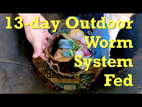 13-day outdoor worm bag given a hearty feeding - vermicompost