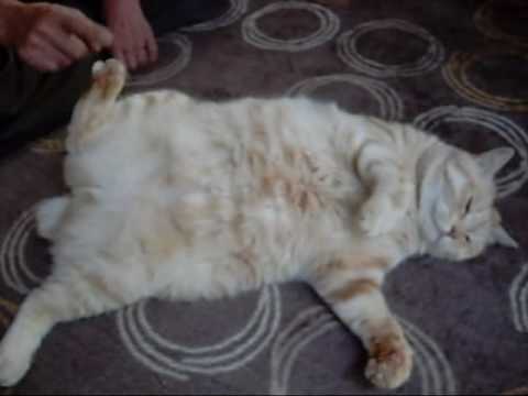 ふうちゃんとお義父さん　fu-chan y suegro,