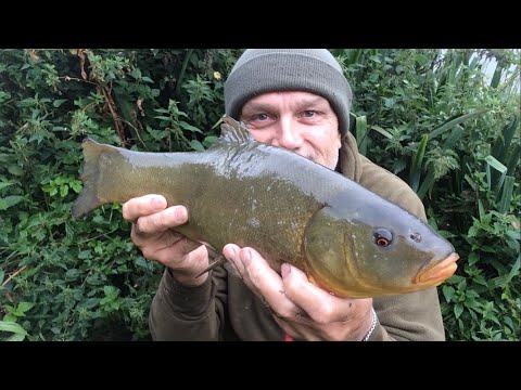 Tench fishing to start the day